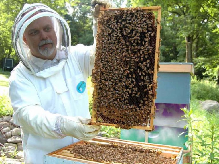 Api, lavori in corso per migliorare la convivenza