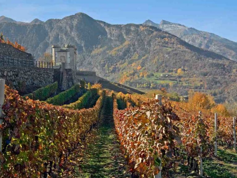 Nasce il contest per i vini sostenibili