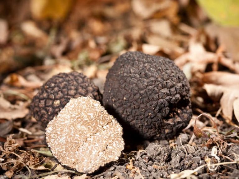 Coltivare il tartufo, un bell’esempio di agricoltura sostenibile