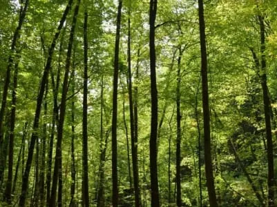 Un patto per le foreste: le linee guida della Strategia Forestale Nazionale