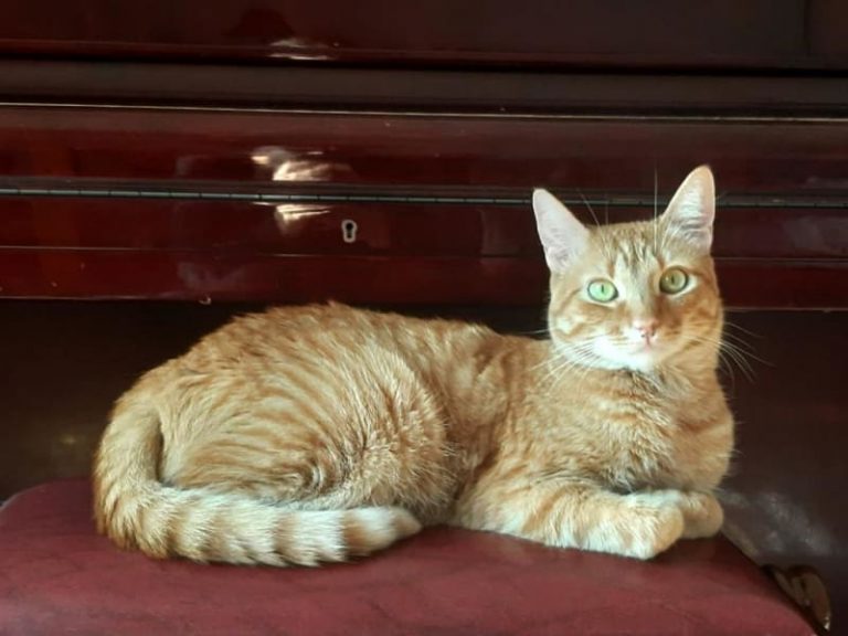 17 febbraio: giornata del gatto “sostenibile”