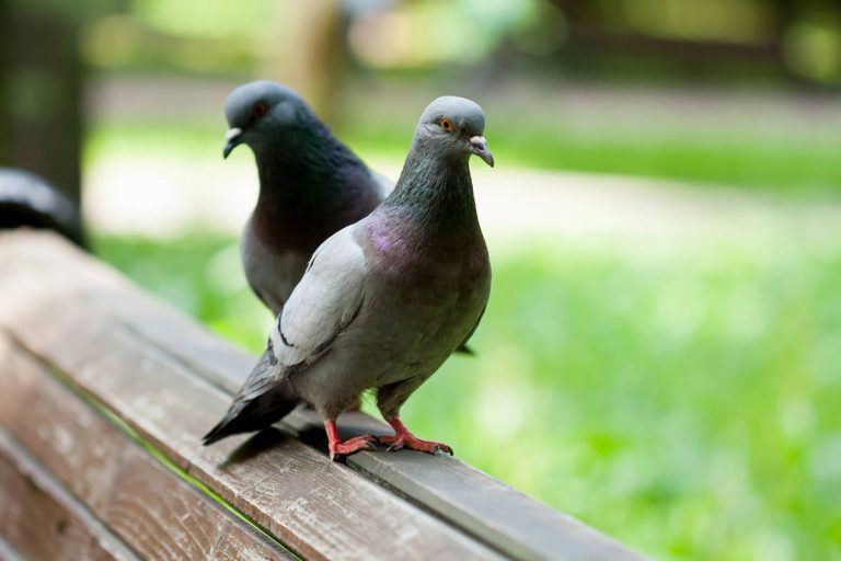 Lipu, “il mangime anticoncezionale destinato ai piccioni non è efficace e può danneggiare la biodiversità urbana”