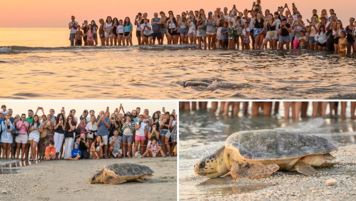 VIDEO | FOTO | La tartaruga Cira torna libera, in 400 vanno a salutarla in spiaggia all’alba