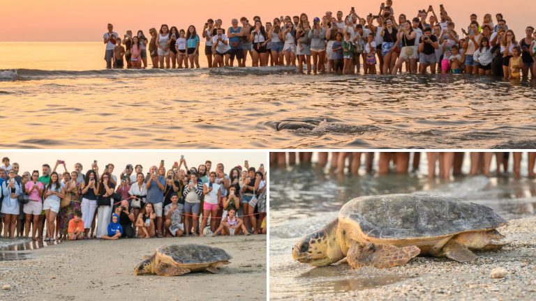 VIDEO | FOTO | La tartaruga Cira torna libera, in 400 vanno a salutarla in spiaggia all’alba